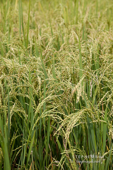 Rice field. Punakha Valley, Bhutan.