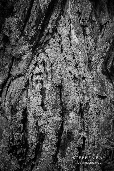 Tree bark close-up. Armstrong Redwoods State Natural Reserve