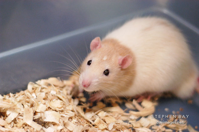 An apricot hooded male rat available for adoption. The Wonderful World of Rats, San Mateo, California, USA.