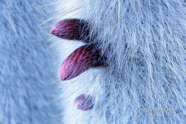Close-up of buds growing on Cleistocactus strausii.
