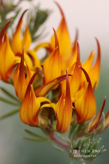Lotus maculatus, Parrot's beak.