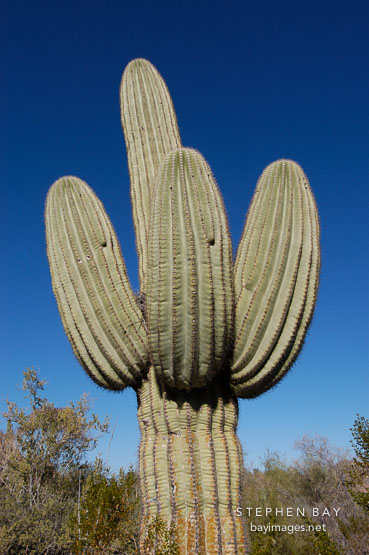 Saguaro Cactus, Cereus giganteus