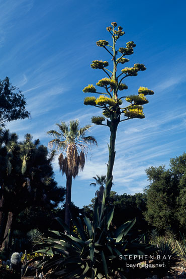 Giant flowering agave. California, USA.