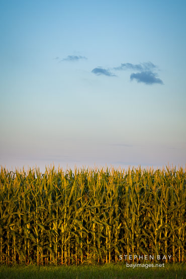 Corn field near Nevada Iowa.