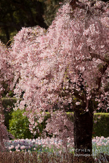 Japanese cherry tree at Filloli Gardens.