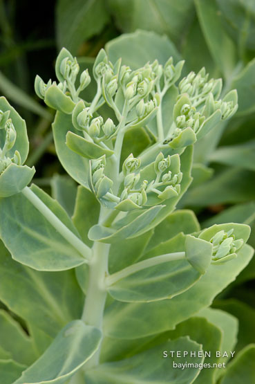 Sedum spectabile 'carmen'. Gamble gardens, Palo Alto, California.