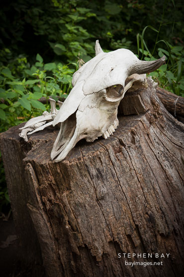 Skull on tree stump. Living History Farms, Iowa.