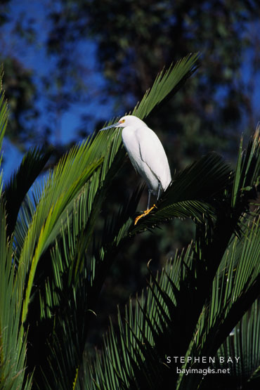 Snowy Egret, Egretta thula. Palo Alto Baylands Nature Preserve, California, USA.