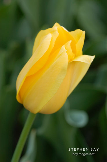 Tulip 'Big smile', Tulipa.