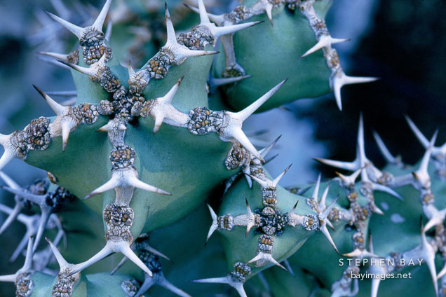 Euphorbia coerulescens.
