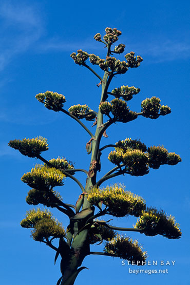 Giant flowering agave. California, USA.