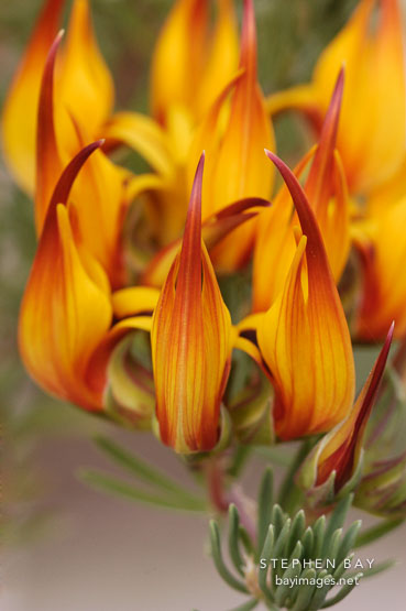 Lotus maculatus, Parrot's beak.