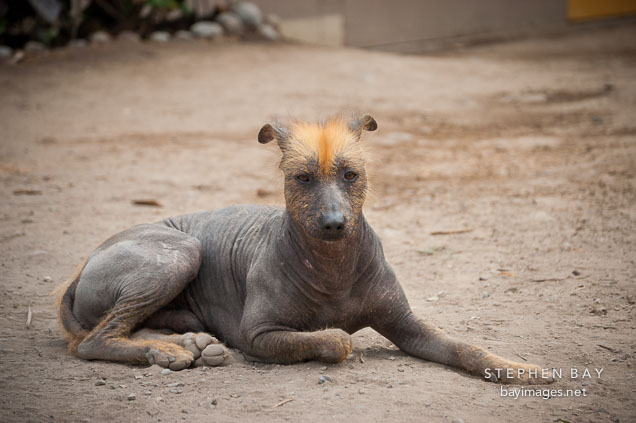 Peruvian hairless dog. Lima, Peru.