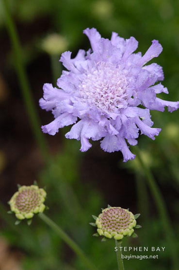 Pincushion flower, Scabiosa caucasica 'Fama'.