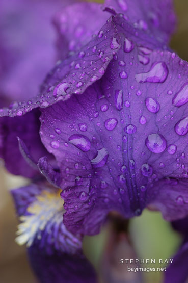 Purple Iris (rhizomatous and bearded).