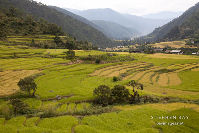 Rice terraces in the Punakha Valley, Bhutan.