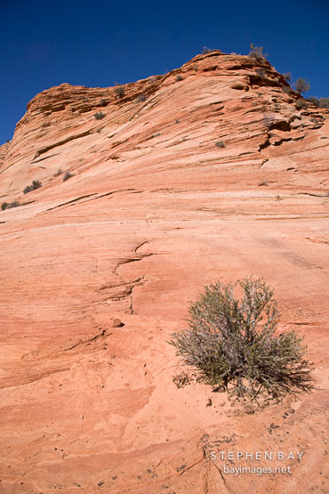 Brush in Zion Plateau. Zion NP, Utah.