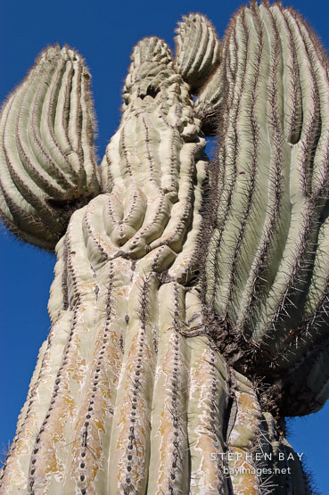 Saguaro Cactus, Cereus giganteus