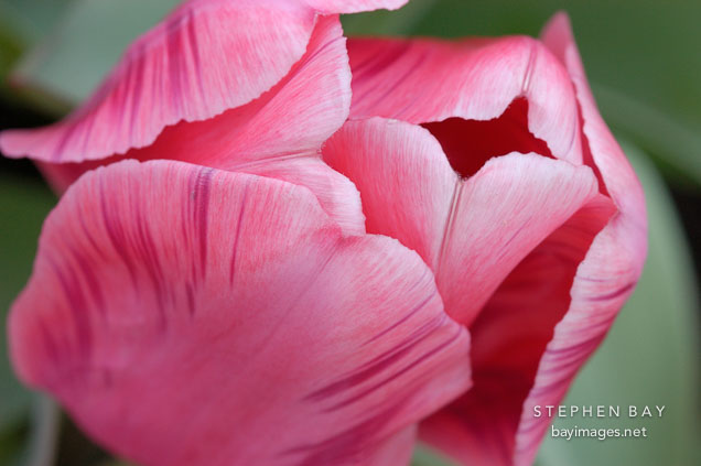 Tulip 'Menton', Tulipa.