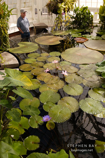 Water lilies at the Conservatory of Flowers. San Francisco, California, USA.