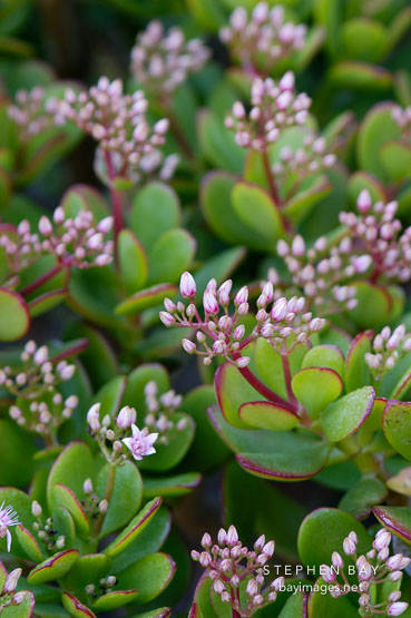 Jade Plant. Crassula ovata.