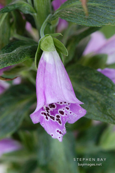 Foxglove, Digitalis.