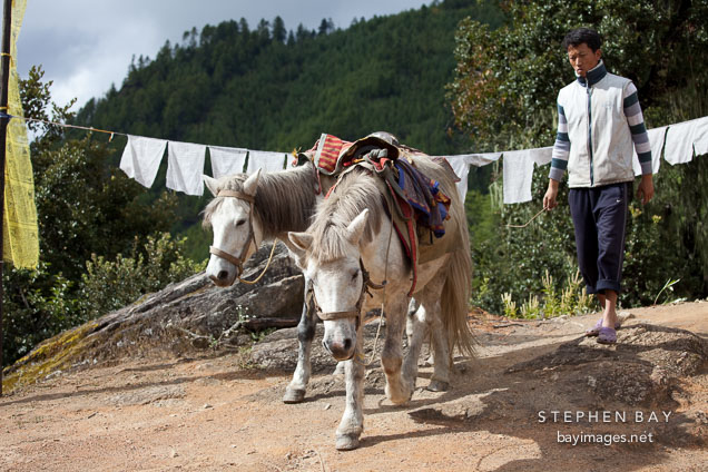 Horses provide rides up the trail to Taktshang. Paro, Bhutan.