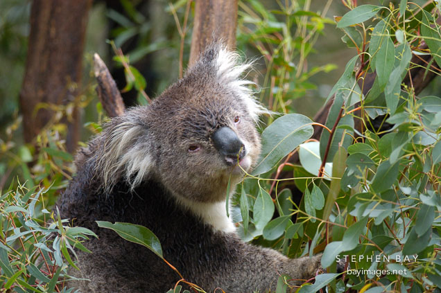 Koala. Phascolarctos cinereus