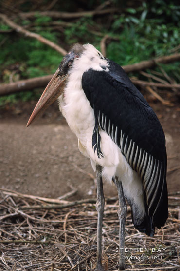 Marabou Stork. Leptoptilos crumeniferus.