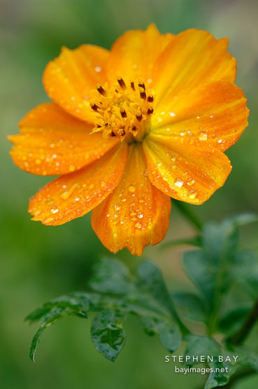 Morning dew on Cosmos sulphureus, 'Bright Lights'.