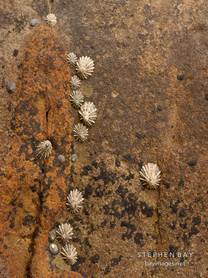Rocks and limpets. Point Lobos, California.