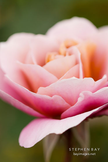 Rose, Distant Drums.