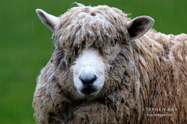 Sheep in the rain. Churchill Island, Australia.