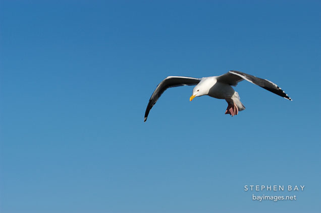 Western gull in flight, Larus occidentalis. Monterey, California, USA.