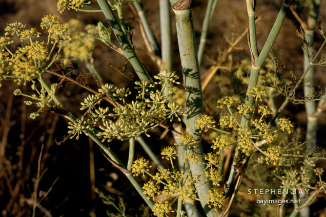 Dill flowers, Anethum graveolens. Irvine, California.
