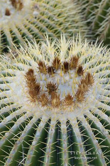 Golden Barrel Cactus. Echinocactus grusonii.