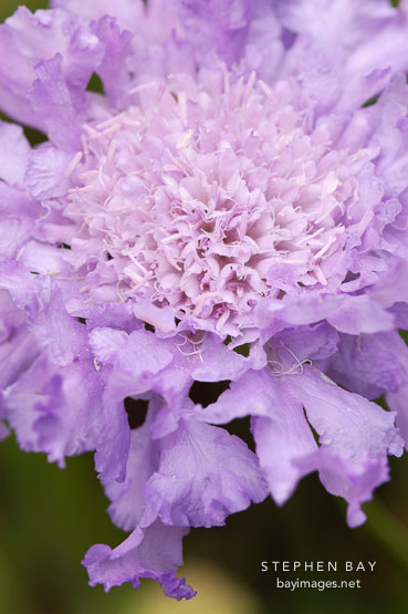 Pincushion flower, Scabiosa caucasica 'Fama'.