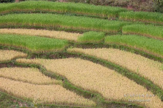 Terraced rice paddies. Punakha, Bhutan.