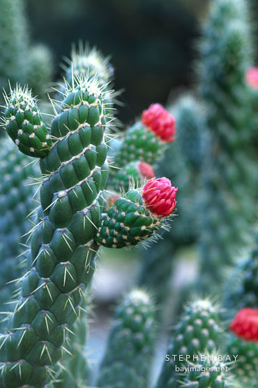 Flowering cacti.
