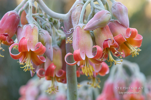 Flowering succulent.