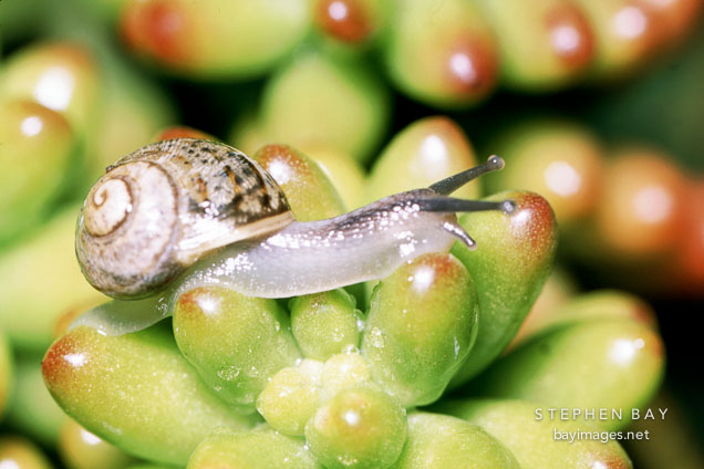 Brown garden snail on sedum rubrotinctum. Helix aspersa.