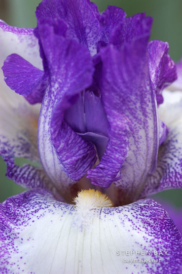 Iris.