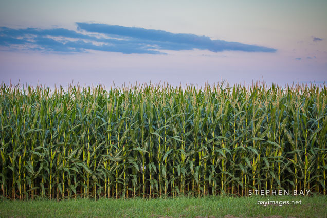 Corn field at dusk.
