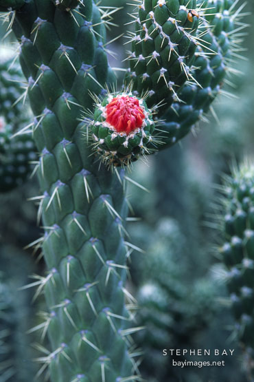 Flowering cacti.