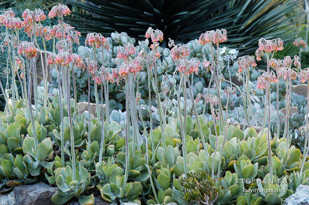 Flowering succulent.