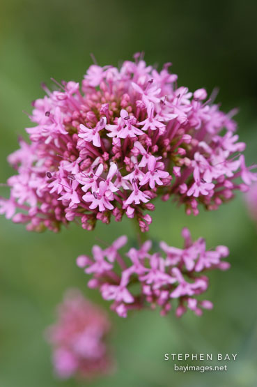 Centranthus ruber. Red valerian.