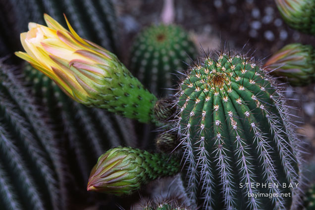 Flowering cactus.