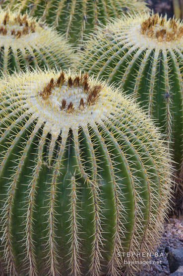 Golden Barrel Cactus. Echinocactus grusonii.