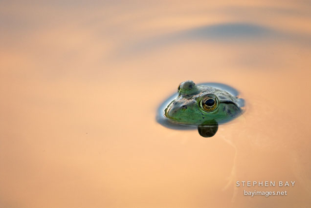 Green Frog. Ames, Iowa, USA.