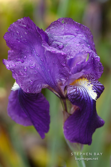 Purple Iris (rhizomatous and bearded).